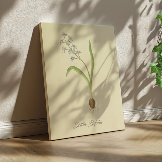 Scilla Bifolia, botanical illustration (1829) – Margaret Roscoe