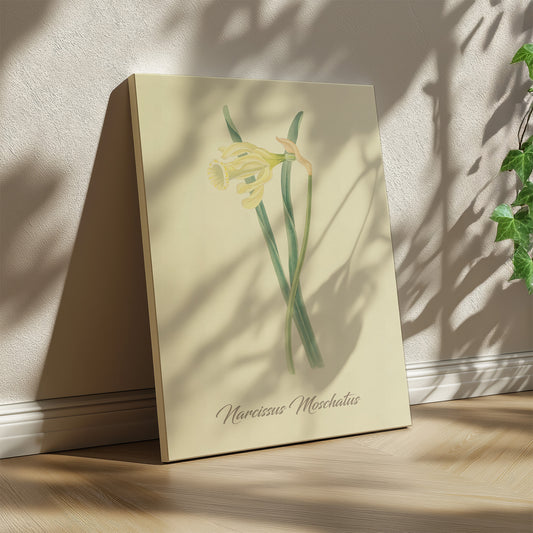 Narcissus Moschatus, botanical illustration (1829) – Margaret Roscoe