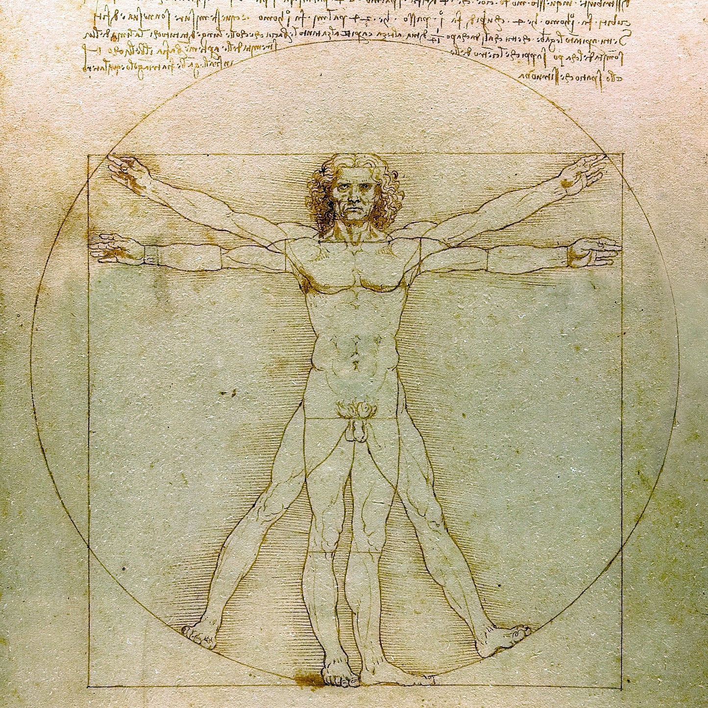 Vitruvian Man – Leonardo da Vinci, Classic Art Reproduction