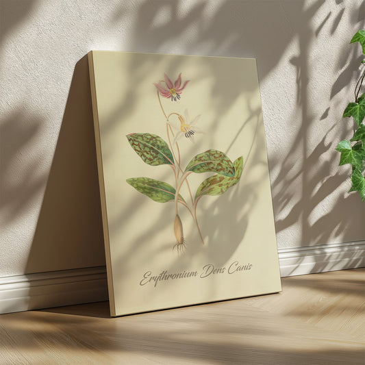 Erythronium Dens Canis, botanical illustration (1829) – Margaret Roscoe