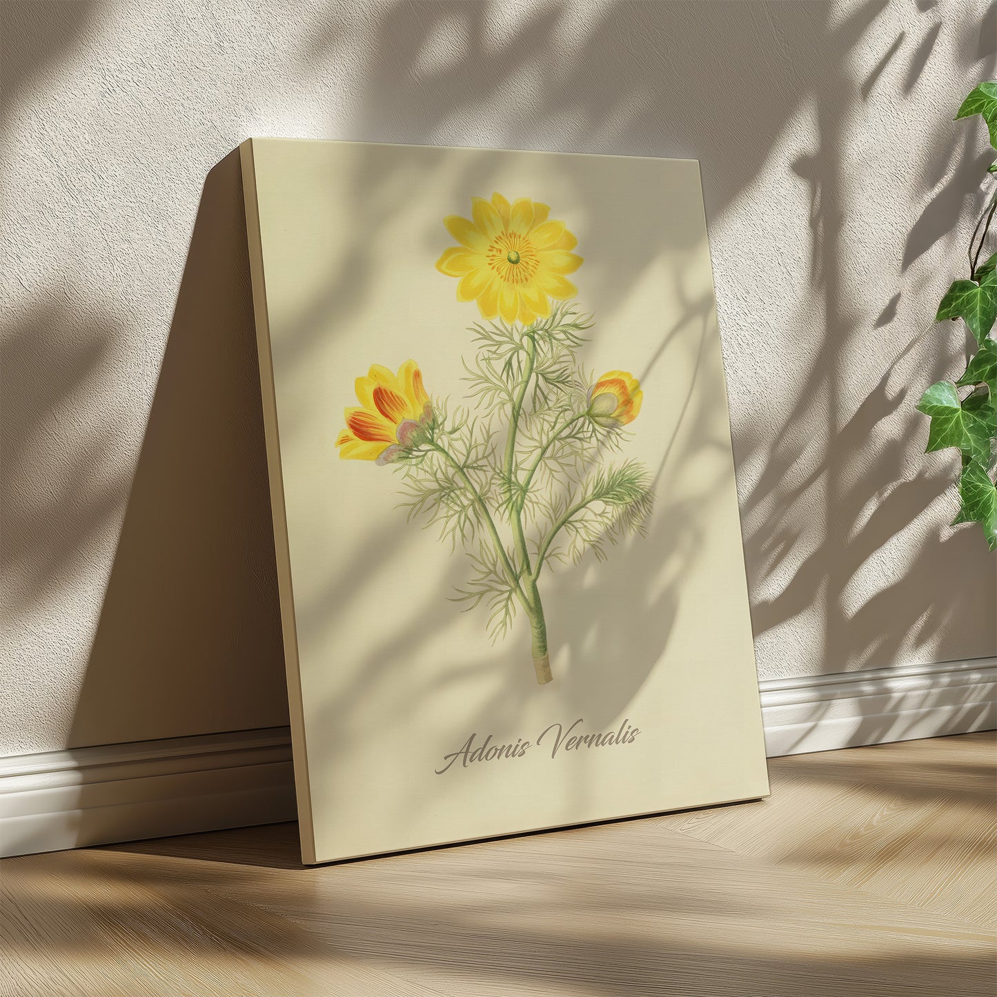 Adonis Vernalis, botanical illustration (1829) – Margaret Roscoe