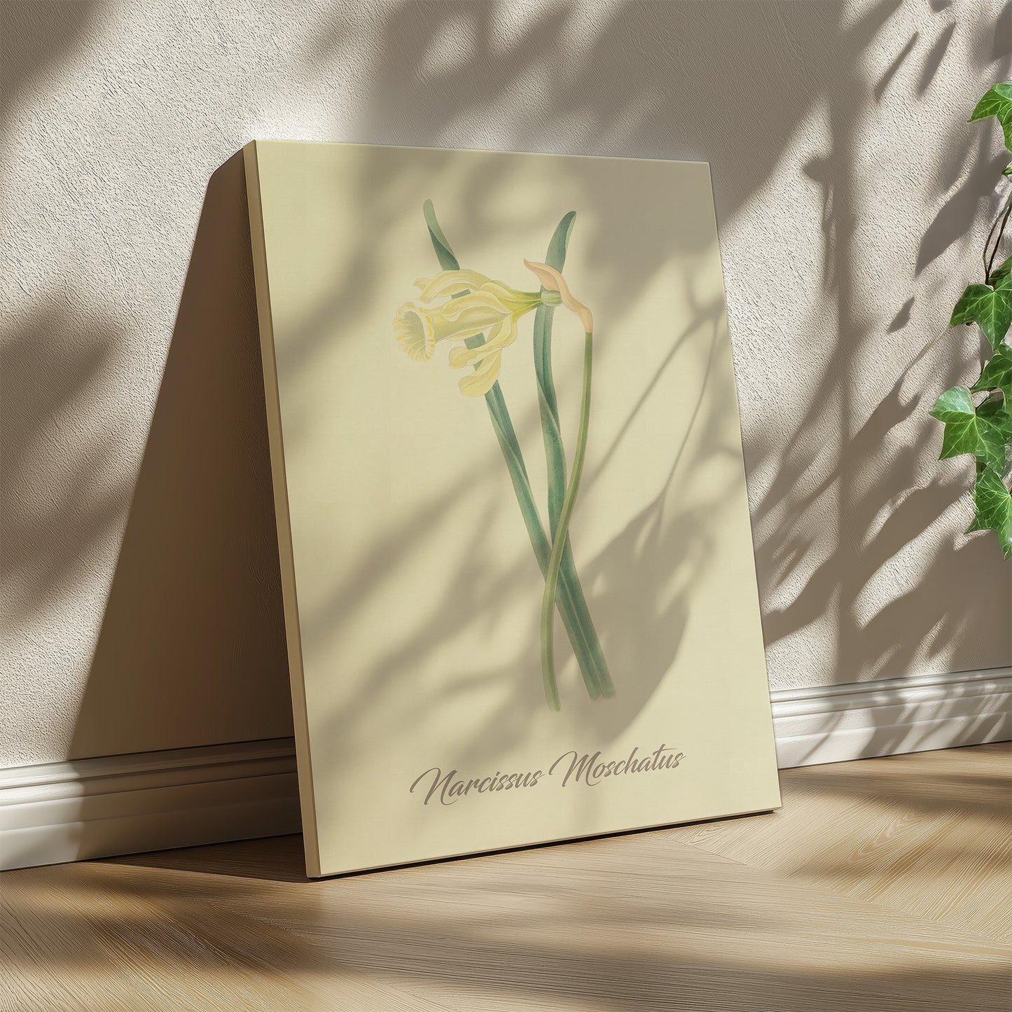 Narcissus Moschatus, botanical illustration (1829) – Margaret Roscoe