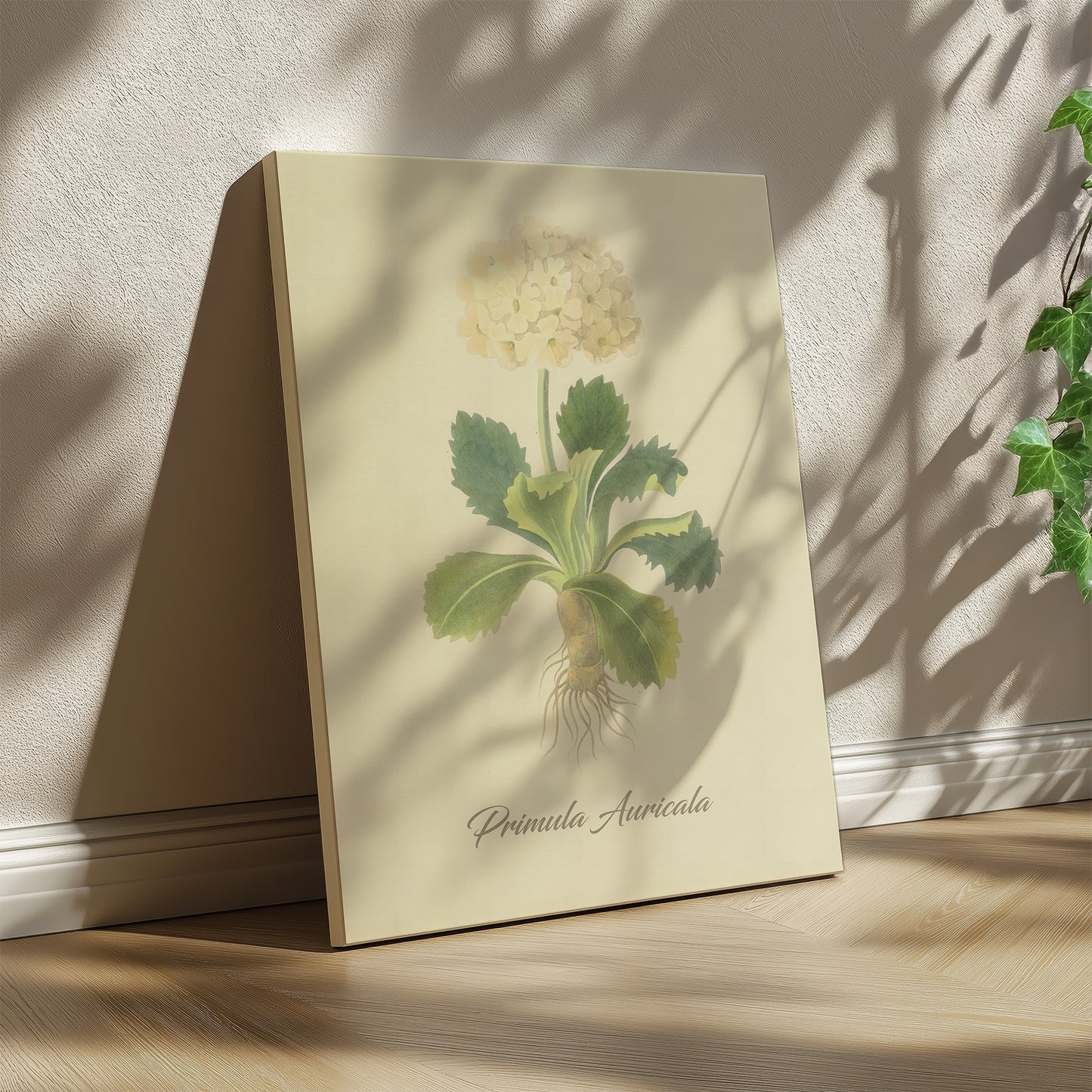 Primula Auricala, botanical illustration (1829) – Margaret Roscoe