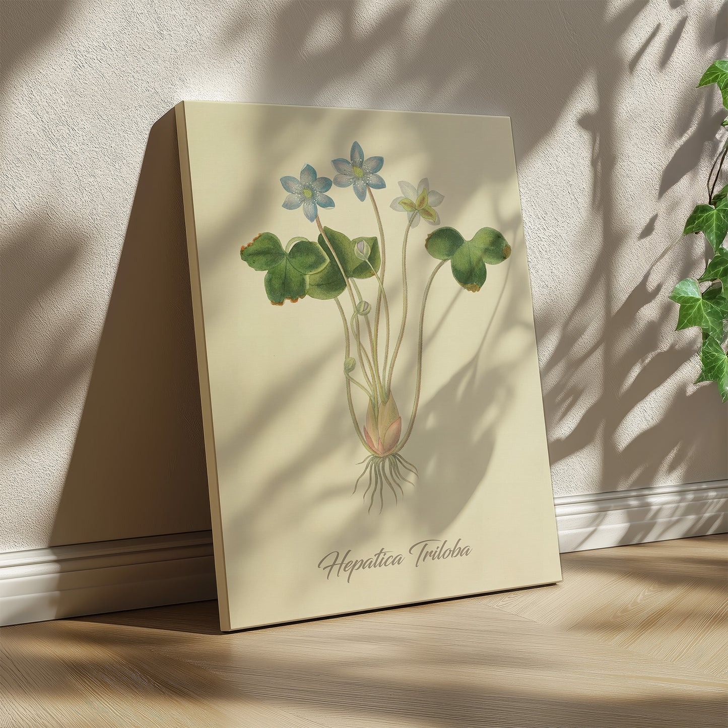 Hepatica Triloba, botanical illustration (1829) – Margaret Roscoe