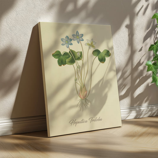 Hepatica Triloba, botanical illustration (1829) – Margaret Roscoe