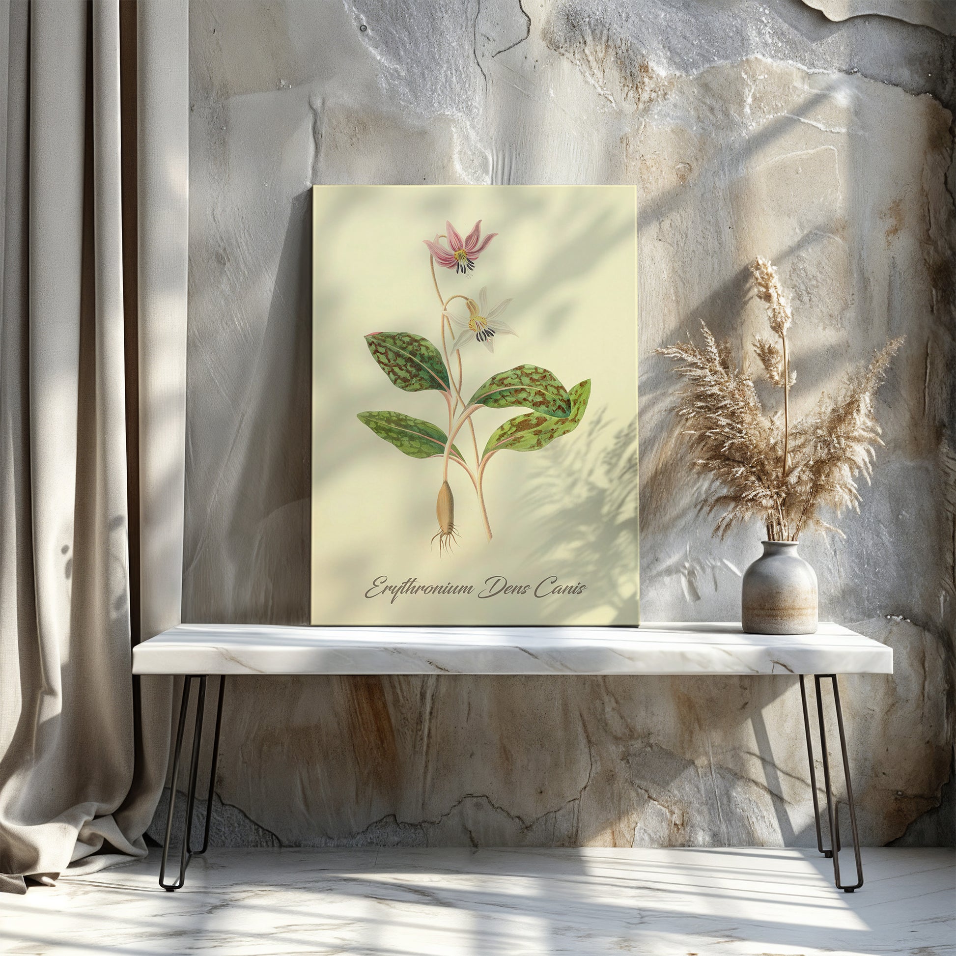 Erythronium Dens Canis, botanical illustration (1829) – Margaret Roscoe