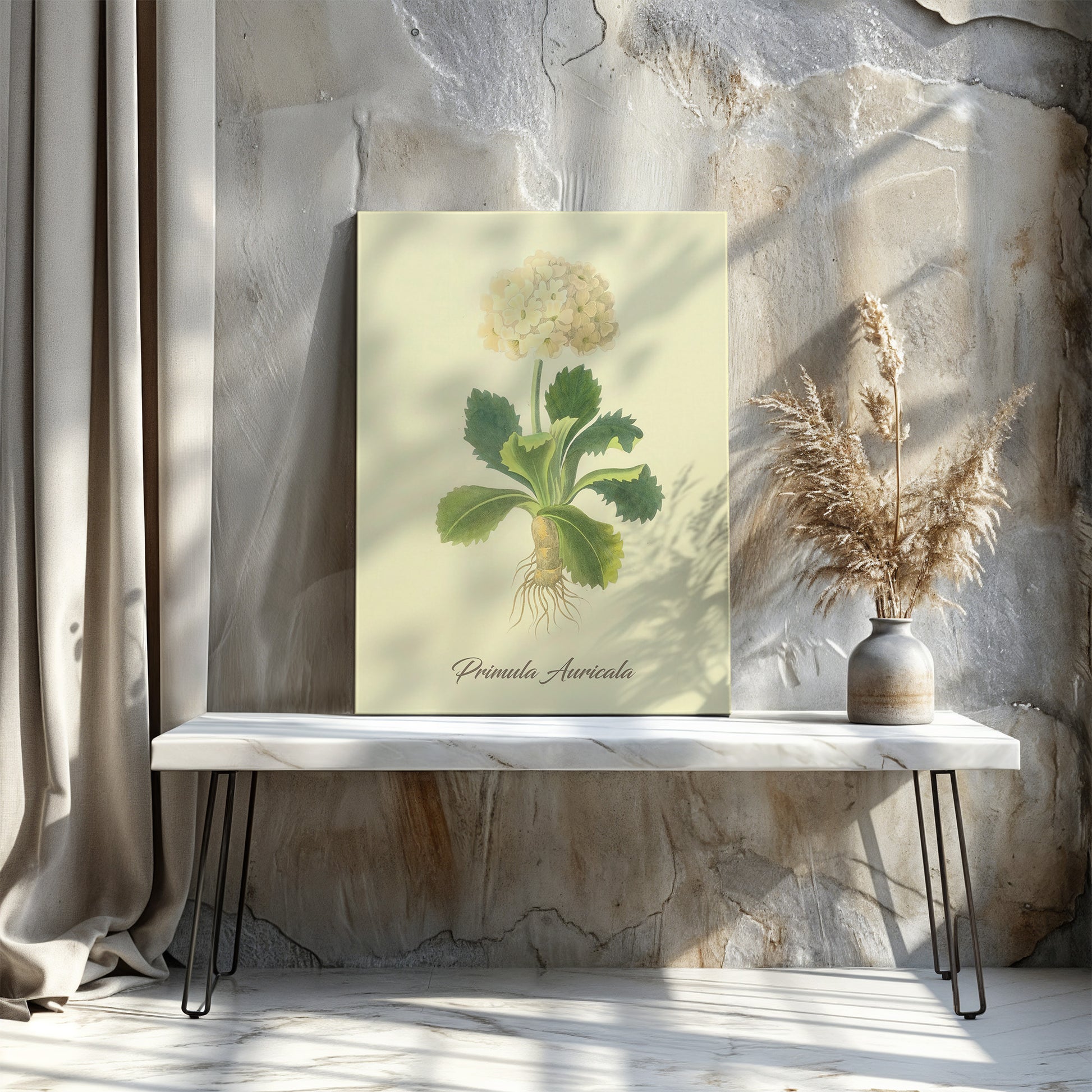 Primula Auricala, botanical illustration (1829) – Margaret Roscoe