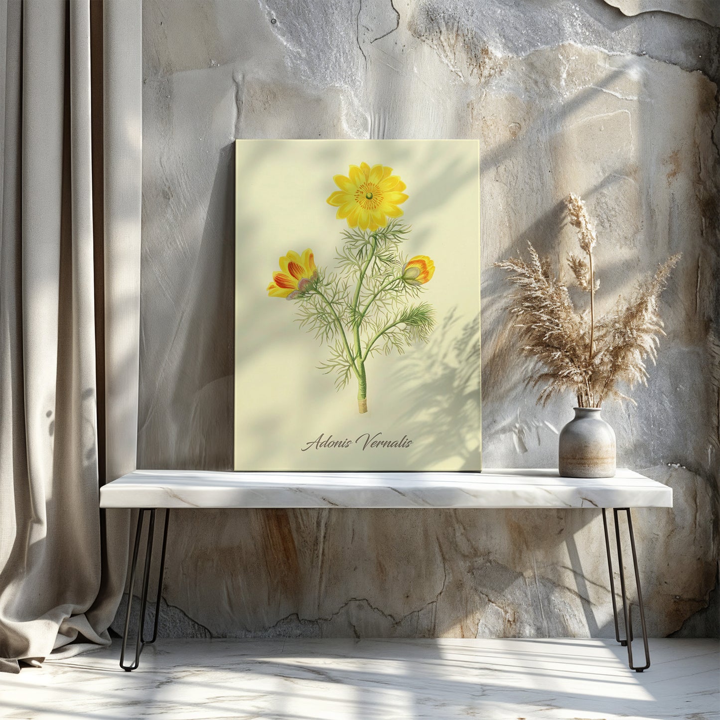 Adonis Vernalis, botanical illustration (1829) – Margaret Roscoe