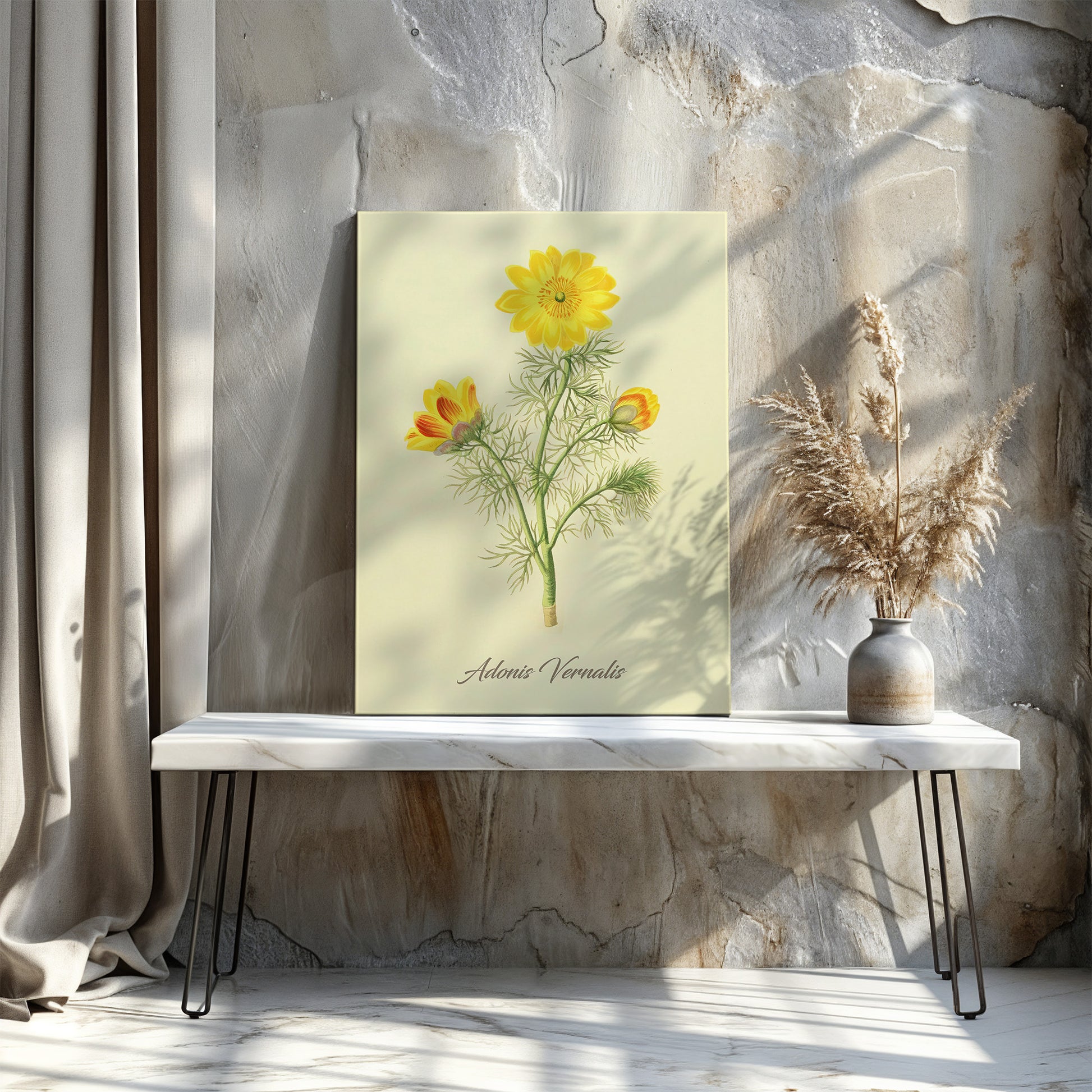 Adonis Vernalis, botanical illustration (1829) – Margaret Roscoe