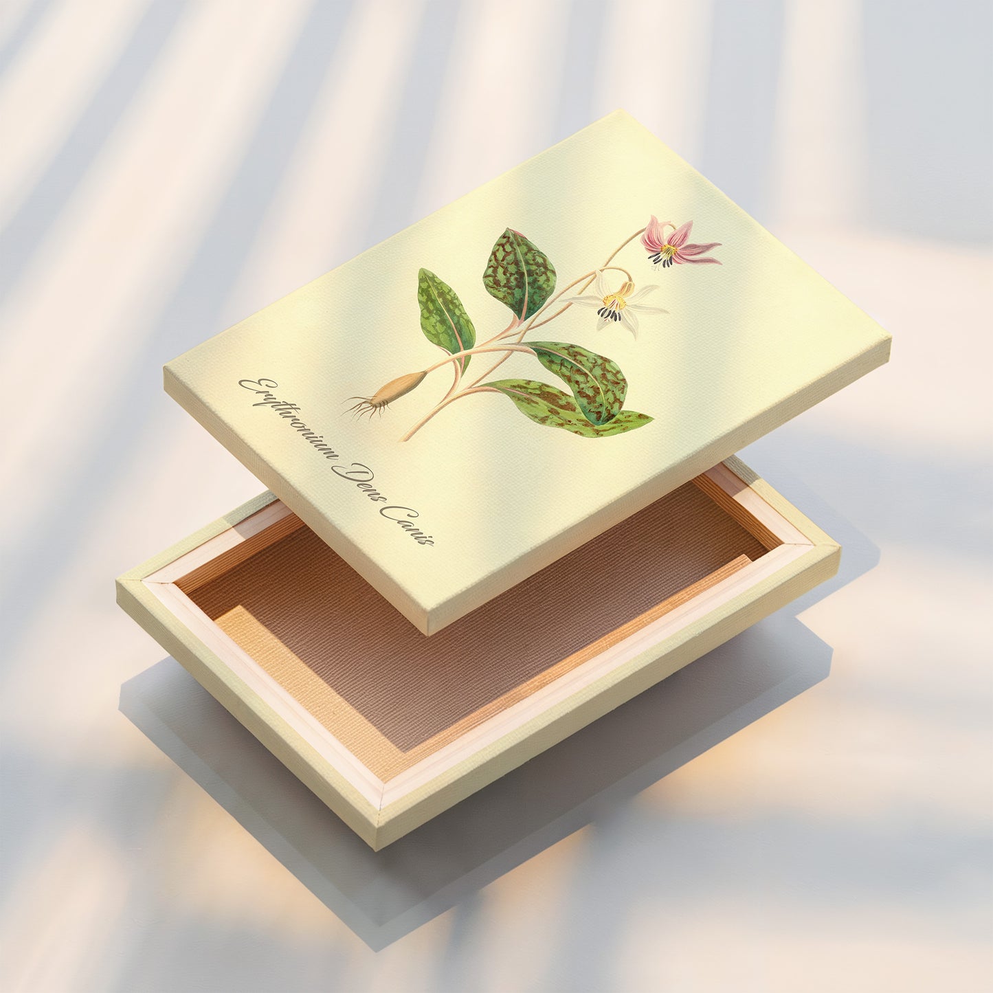 Erythronium Dens Canis, botanical illustration (1829) – Margaret Roscoe