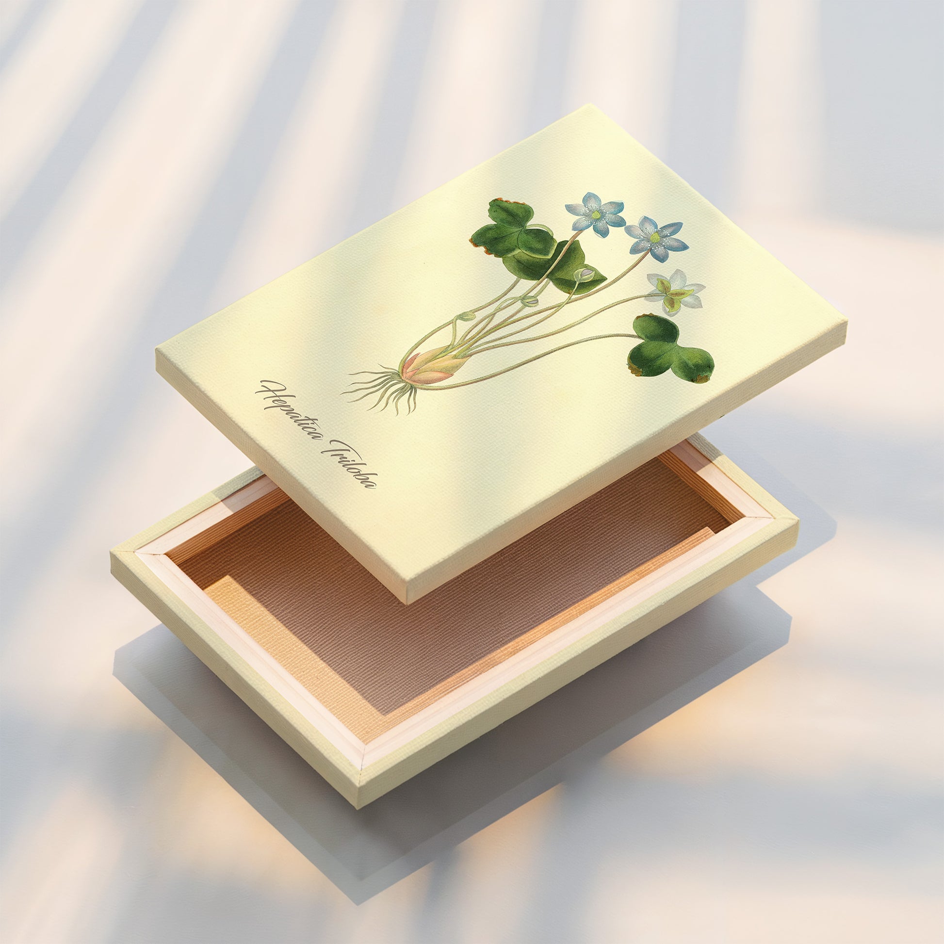 Hepatica Triloba, botanical illustration (1829) – Margaret Roscoe