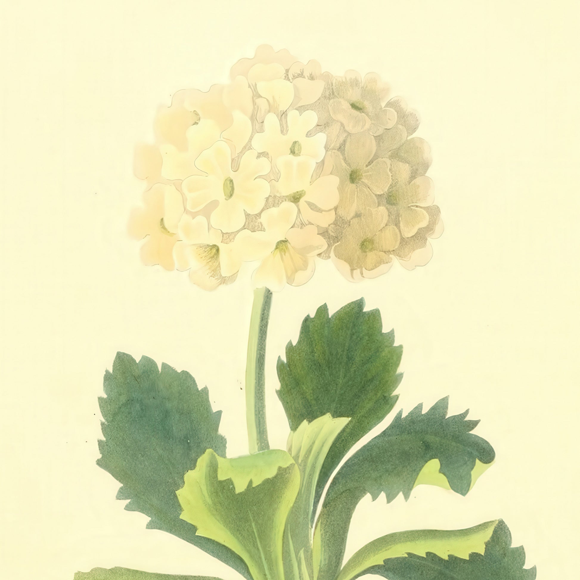 Primula Auricala, botanical illustration (1829) – Margaret Roscoe