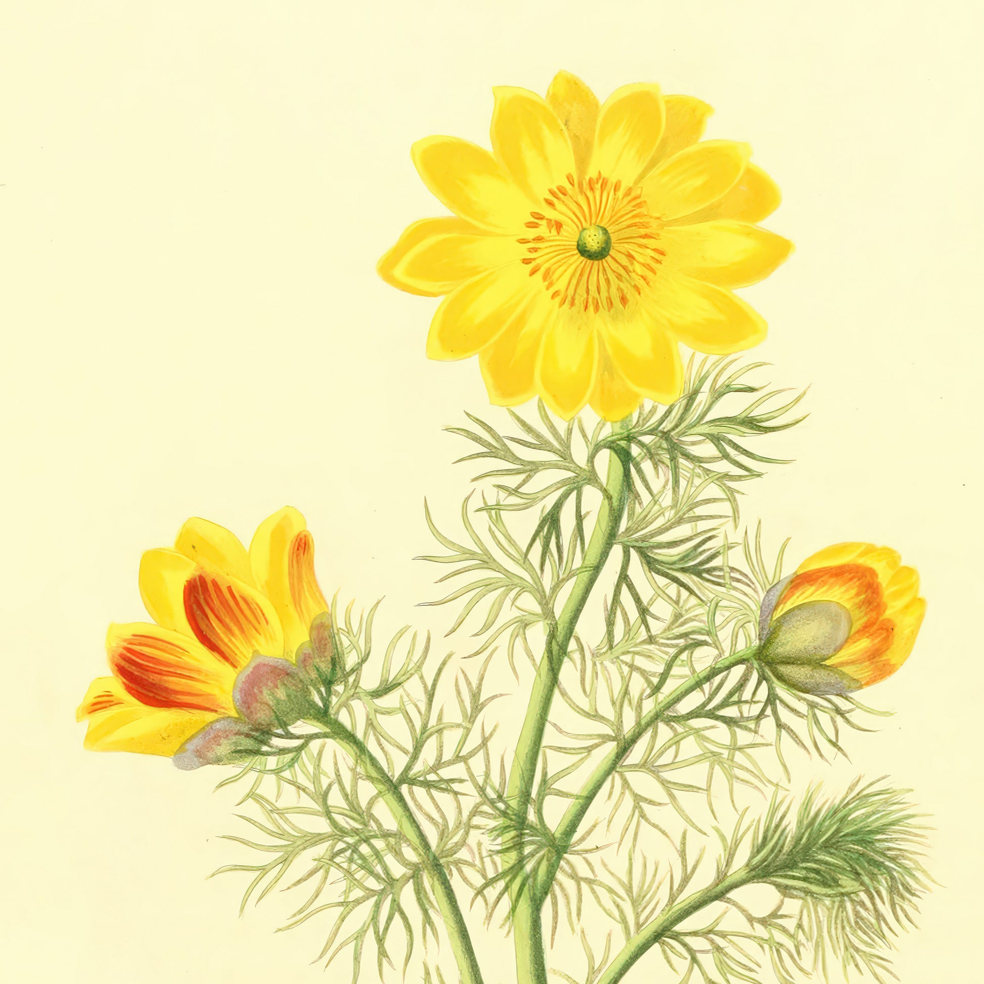 Adonis Vernalis, botanical illustration (1829) – Margaret Roscoe