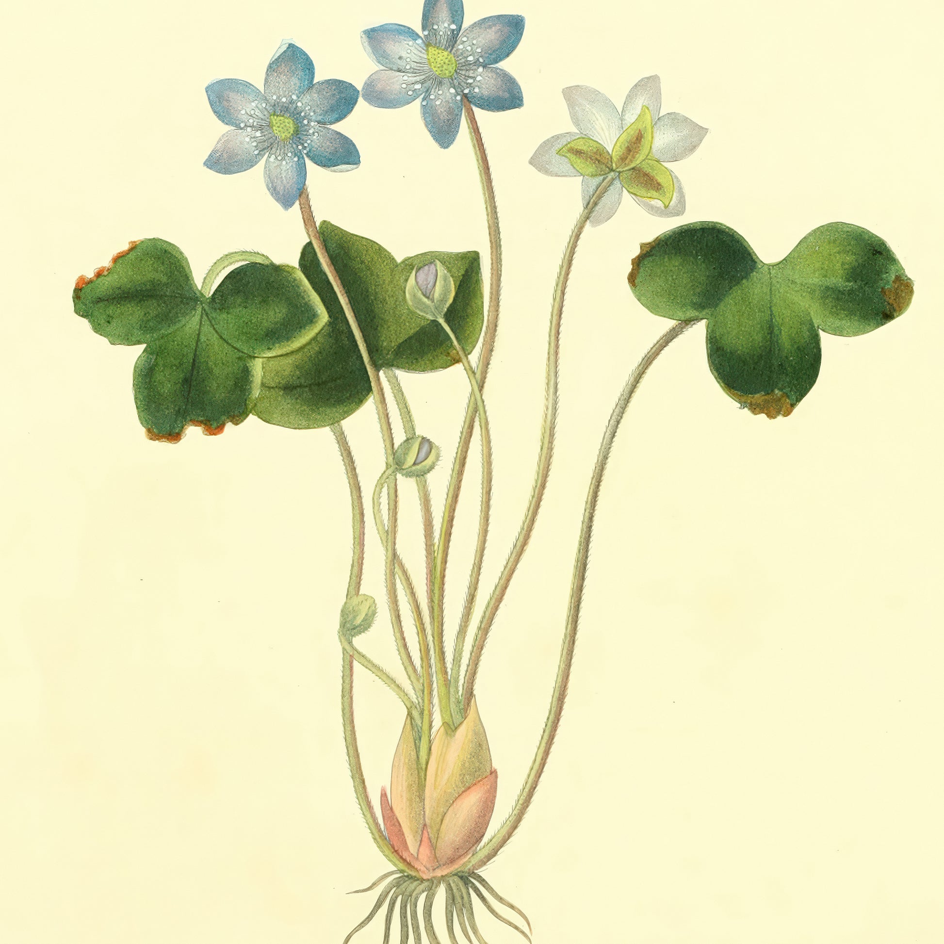 Hepatica Triloba, botanical illustration (1829) – Margaret Roscoe