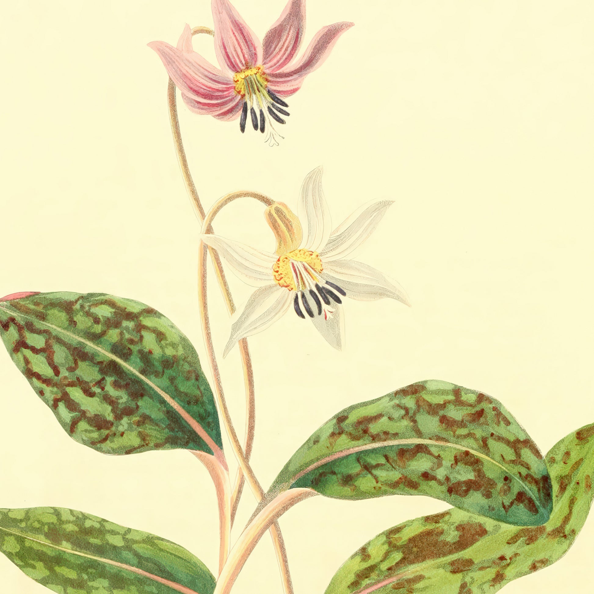 Erythronium Dens Canis, botanical illustration (1829) – Margaret Roscoe
