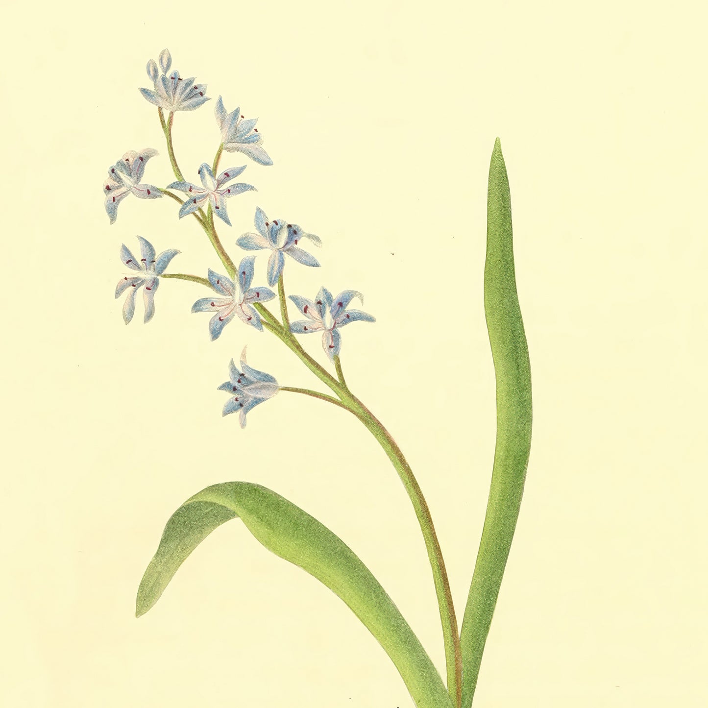 Scilla Bifolia, botanical illustration (1829) – Margaret Roscoe