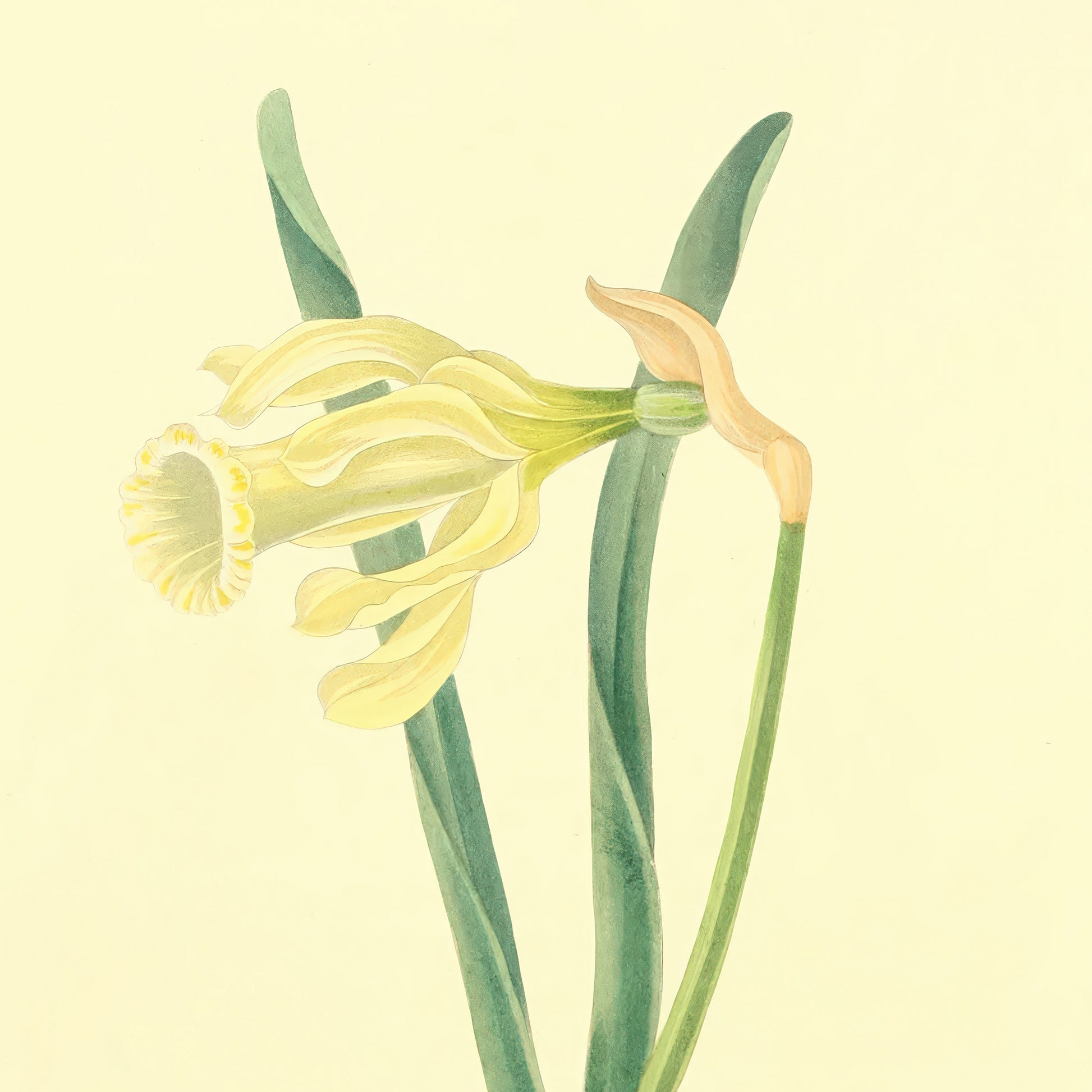 Narcissus Moschatus, botanical illustration (1829) – Margaret Roscoe