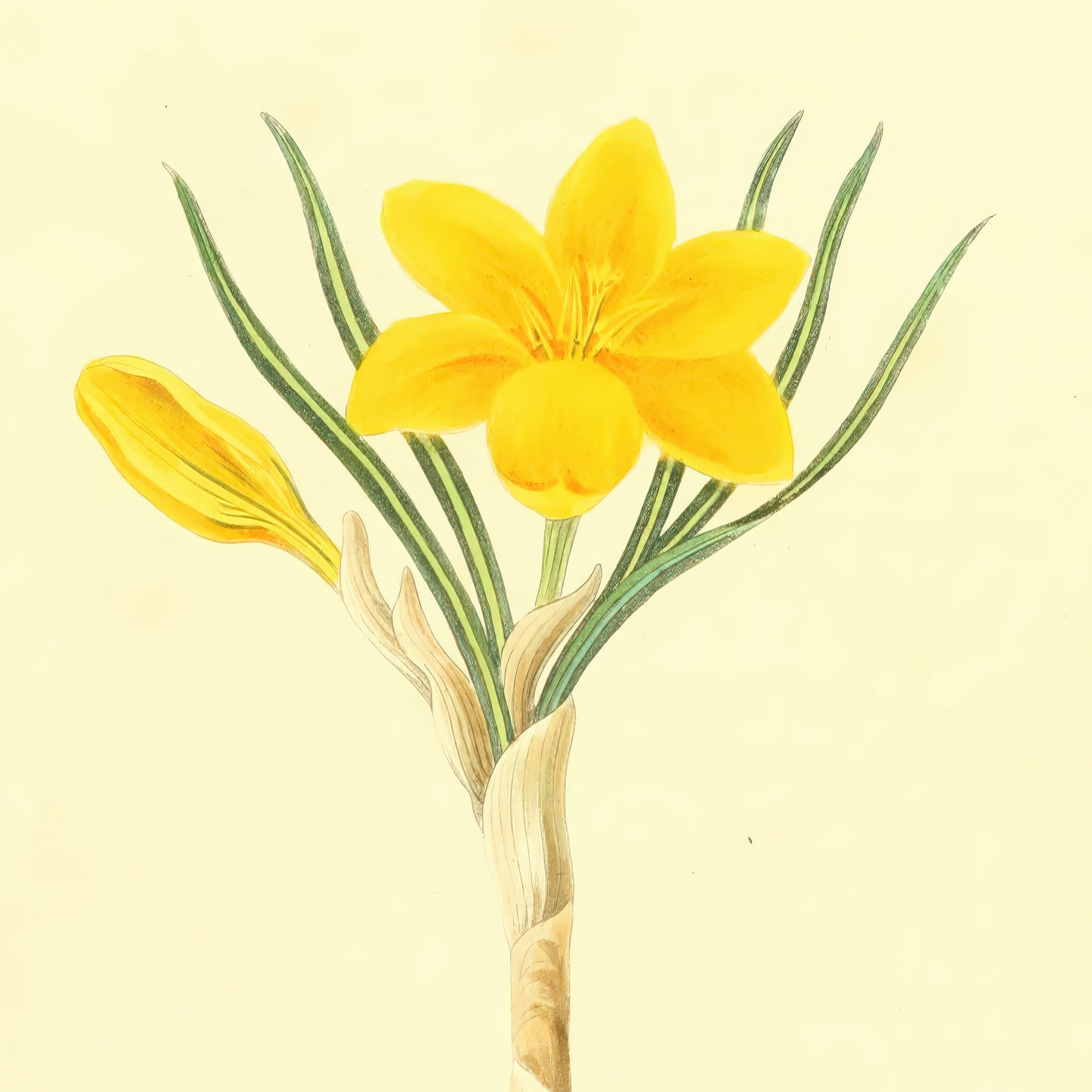 Crocus, botanical illustration (1829) – Margaret Roscoe