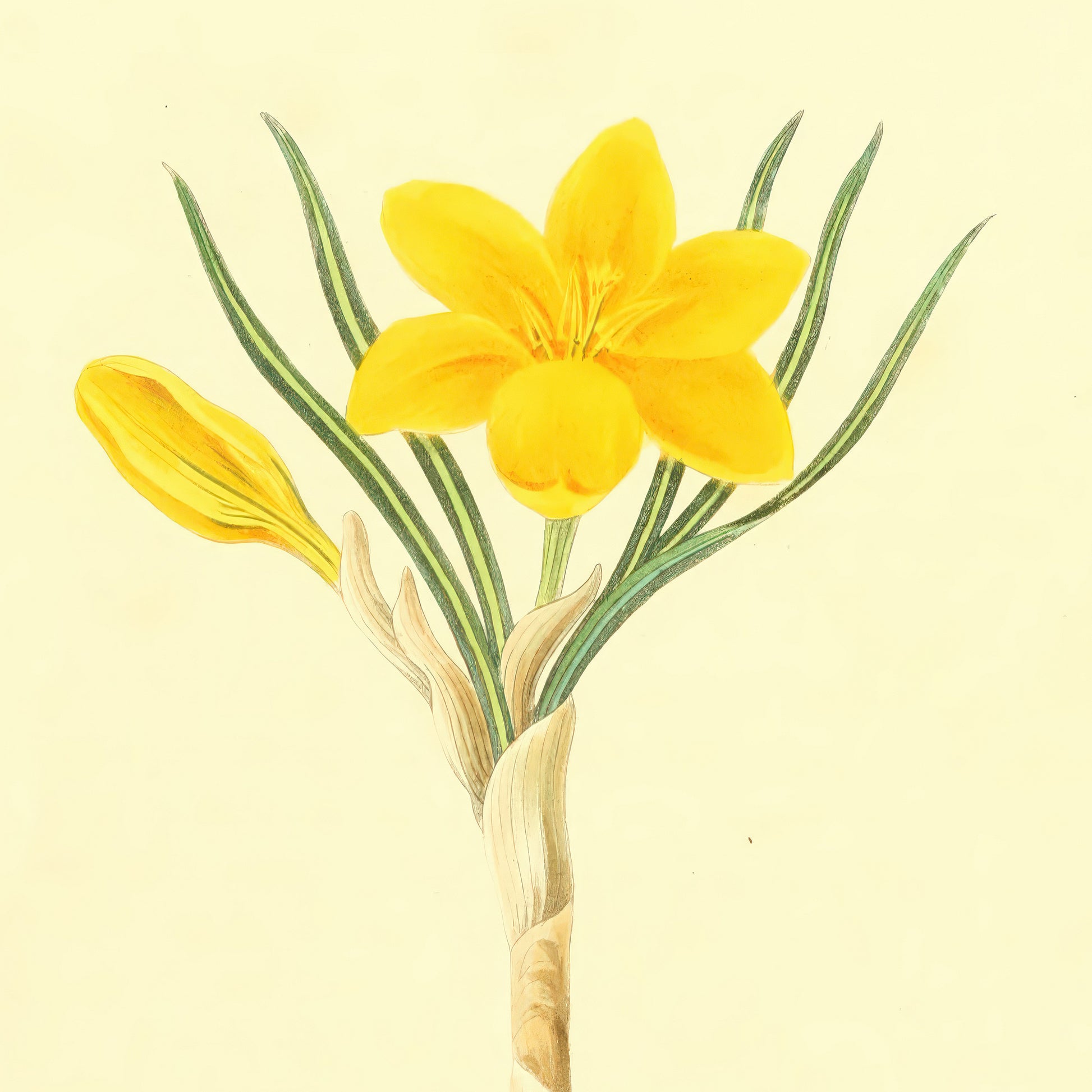 Crocus, botanical illustration (1829) – Margaret Roscoe