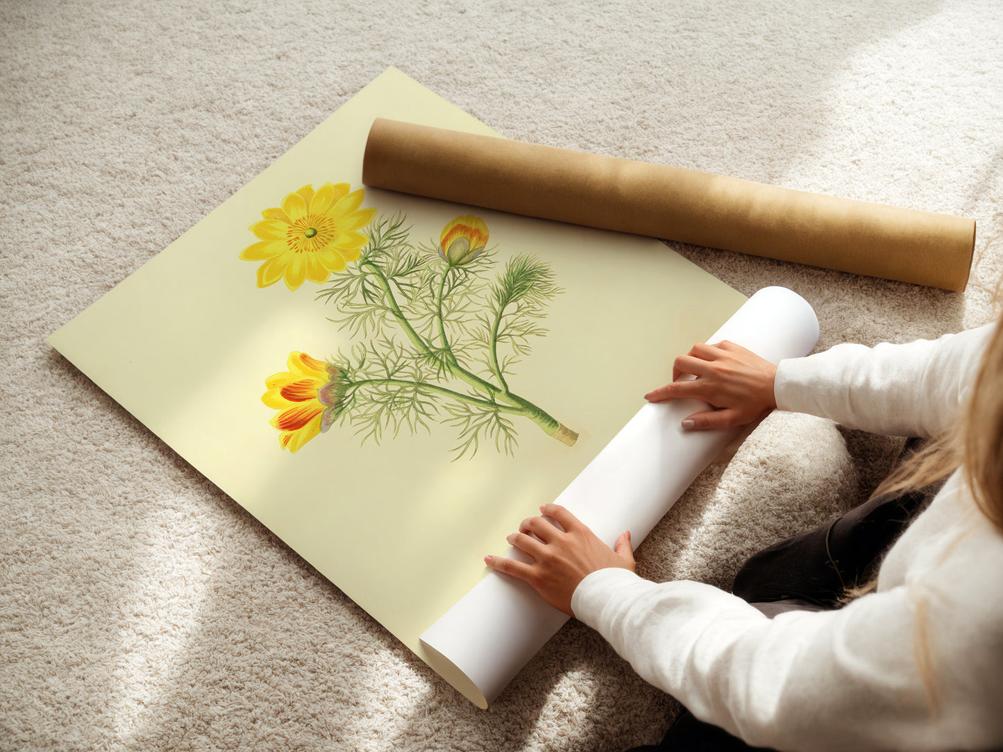 Adonis Vernalis, botanical illustration (1829) – Margaret Roscoe