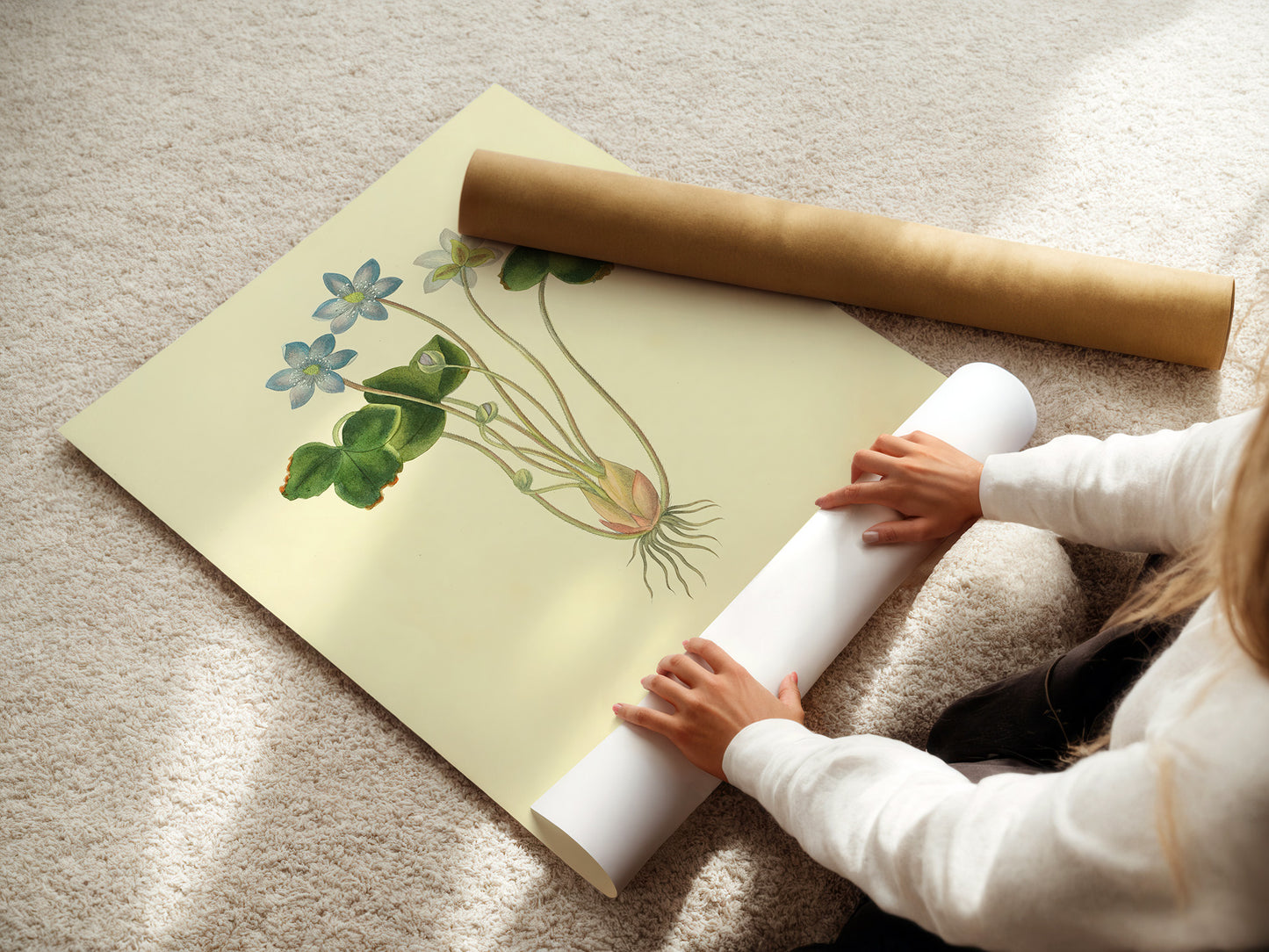 Hepatica Triloba, botanical illustration (1829) – Margaret Roscoe