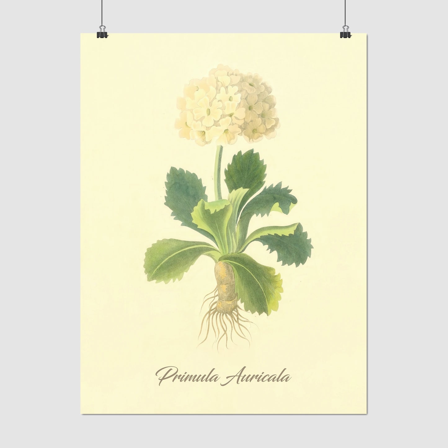 Primula Auricala, botanical illustration (1829) – Margaret Roscoe