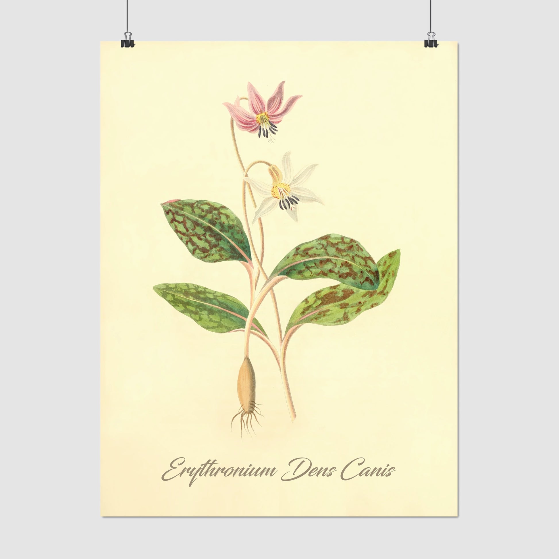 Erythronium Dens Canis, botanical illustration (1829) – Margaret Roscoe