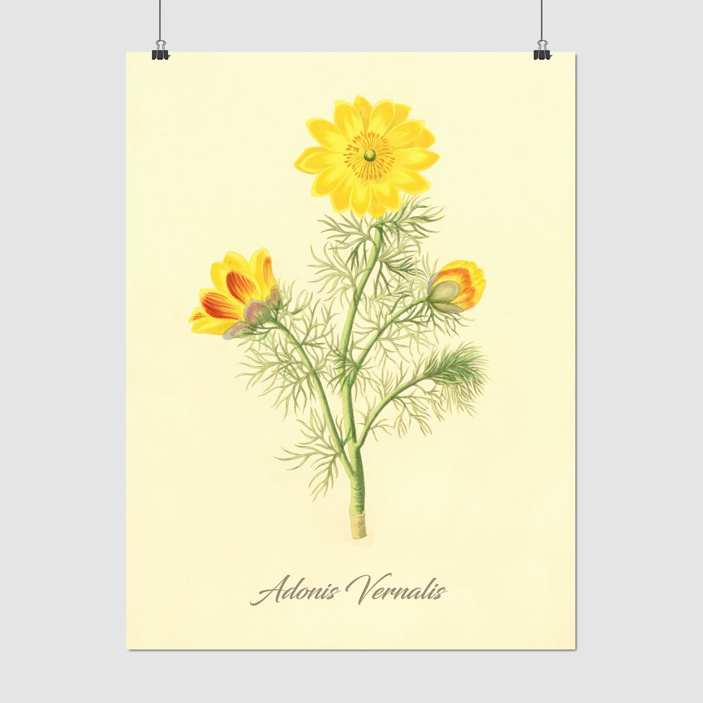 Adonis Vernalis, botanical illustration (1829) – Margaret Roscoe