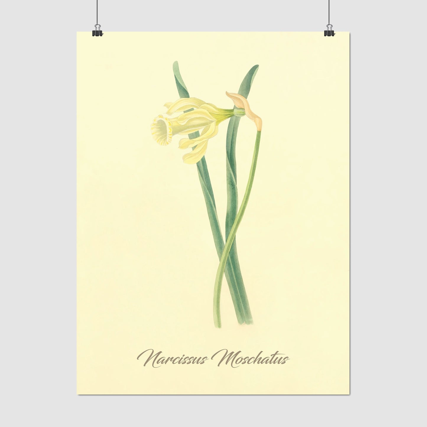Narcissus Moschatus, botanical illustration (1829) – Margaret Roscoe