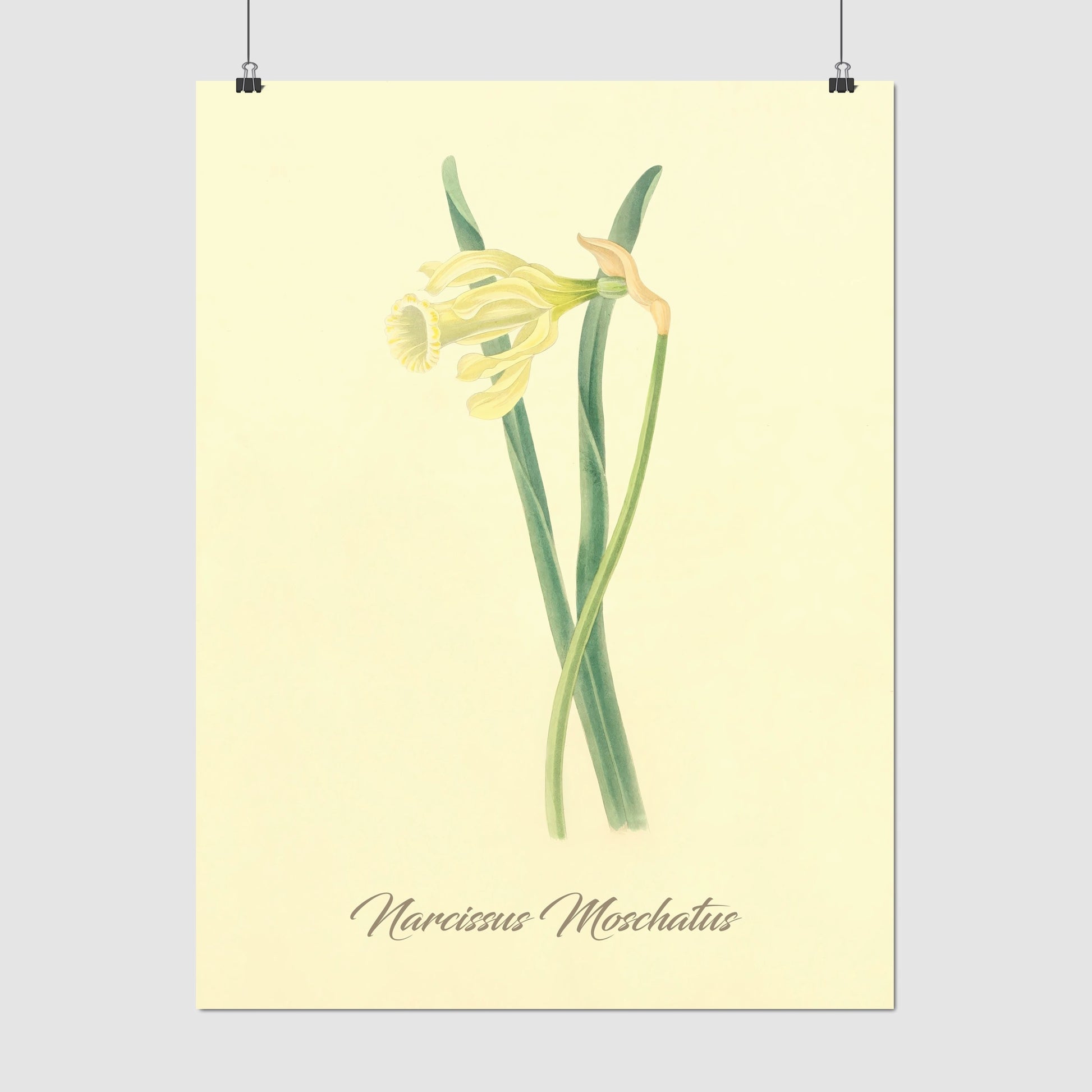 Narcissus Moschatus, botanical illustration (1829) – Margaret Roscoe