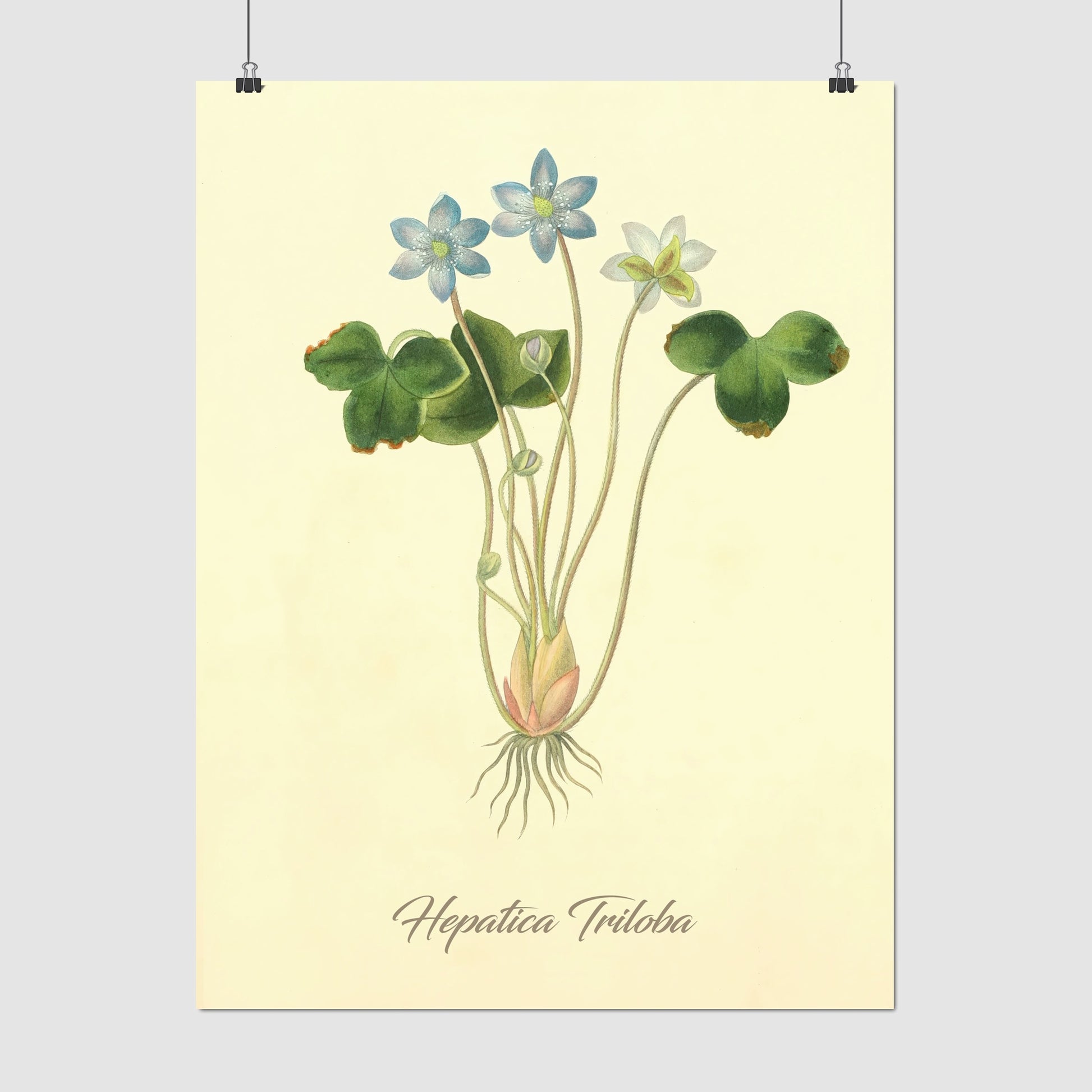 Hepatica Triloba, botanical illustration (1829) – Margaret Roscoe