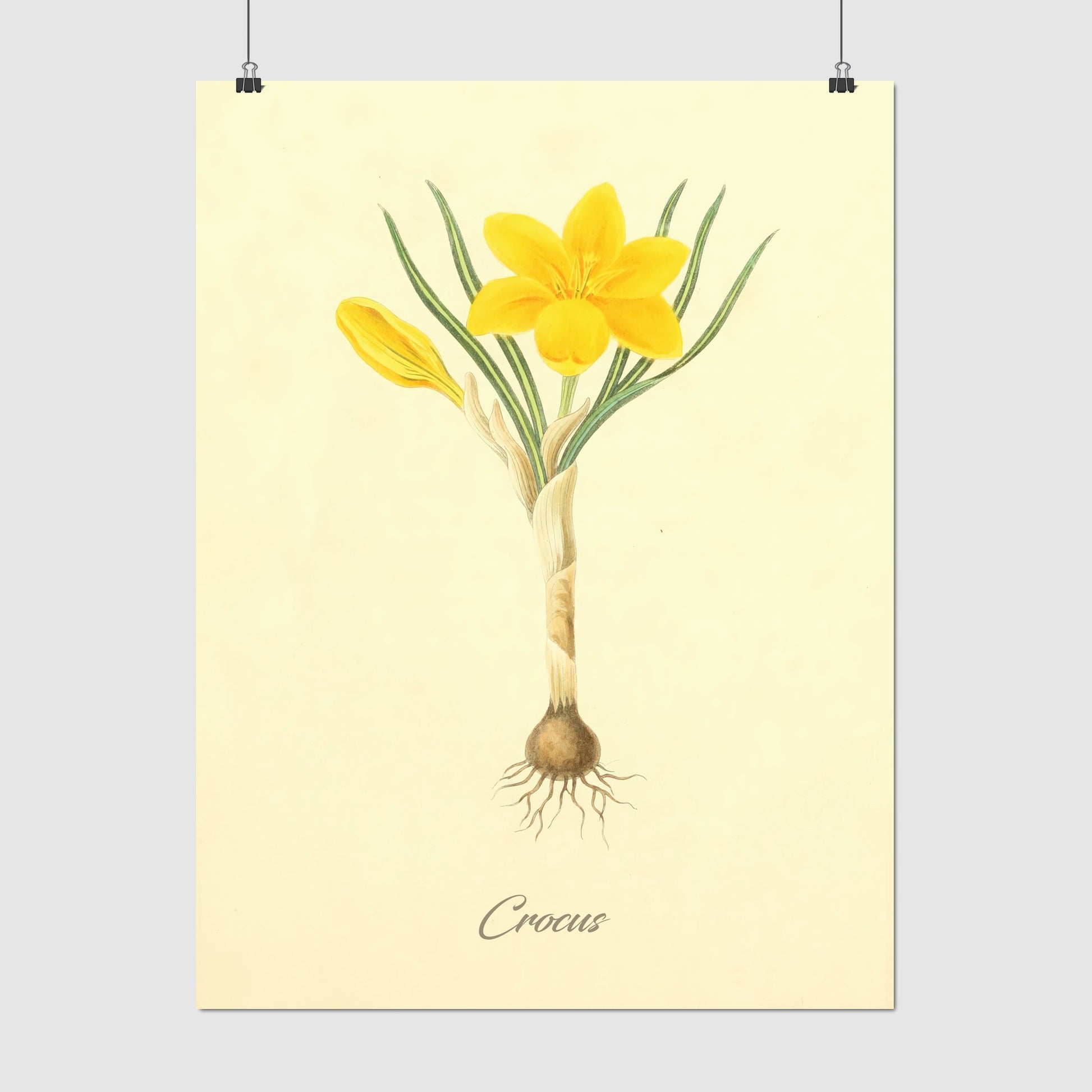 Crocus, botanical illustration (1829) – Margaret Roscoe