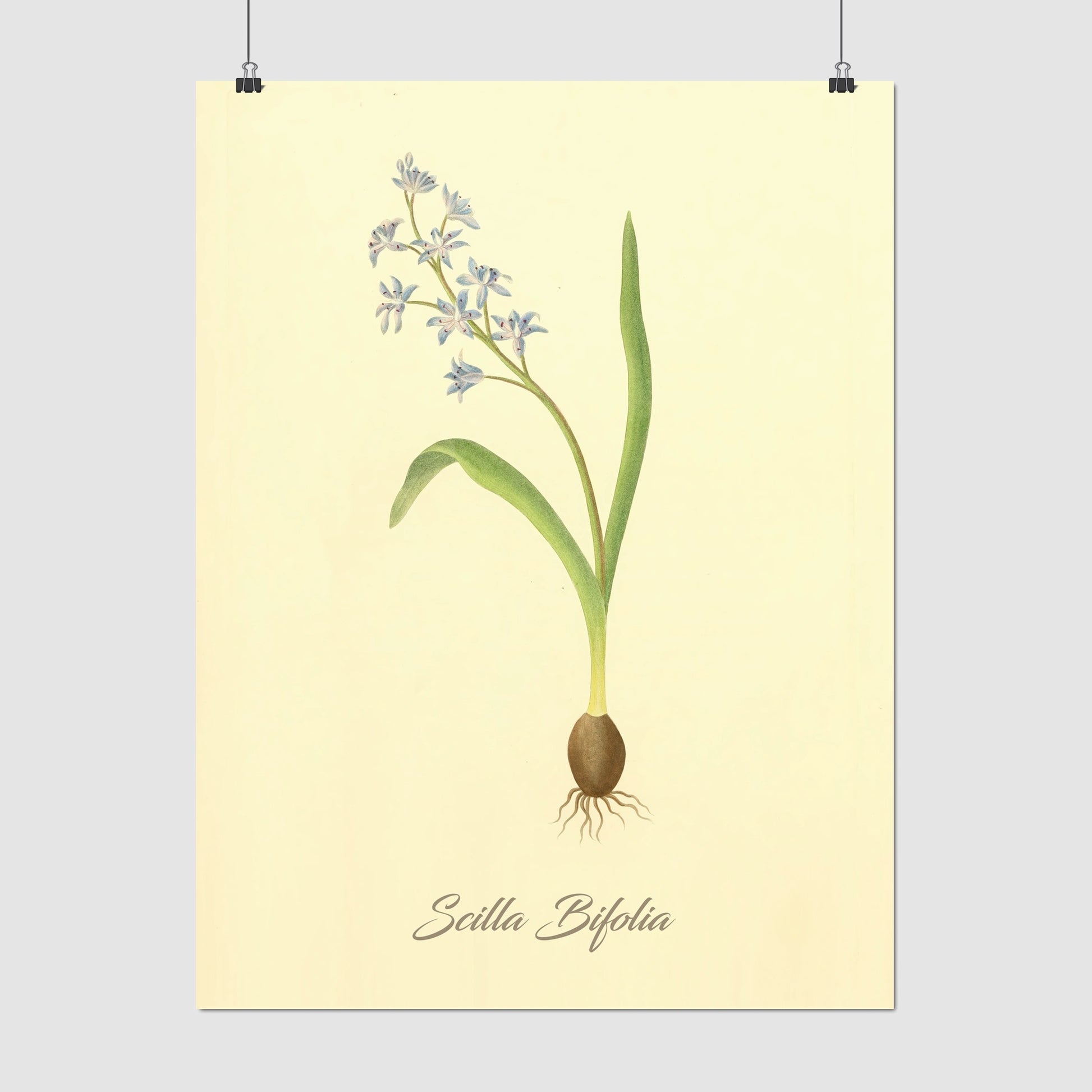 Scilla Bifolia, botanical illustration (1829) – Margaret Roscoe
