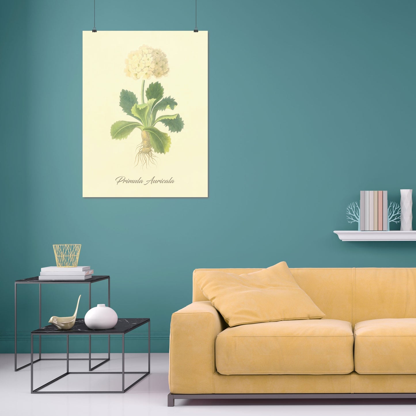 Primula Auricala, botanical illustration (1829) – Margaret Roscoe