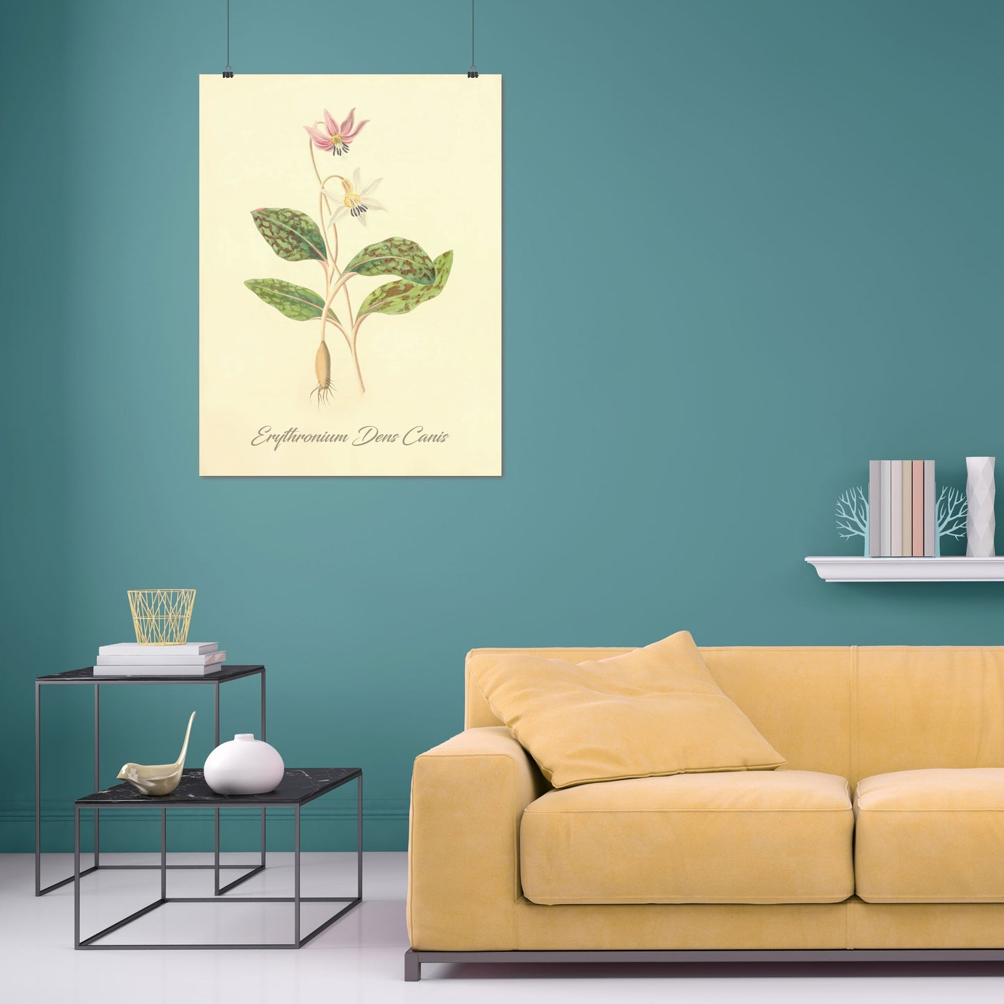 Erythronium Dens Canis, botanical illustration (1829) – Margaret Roscoe