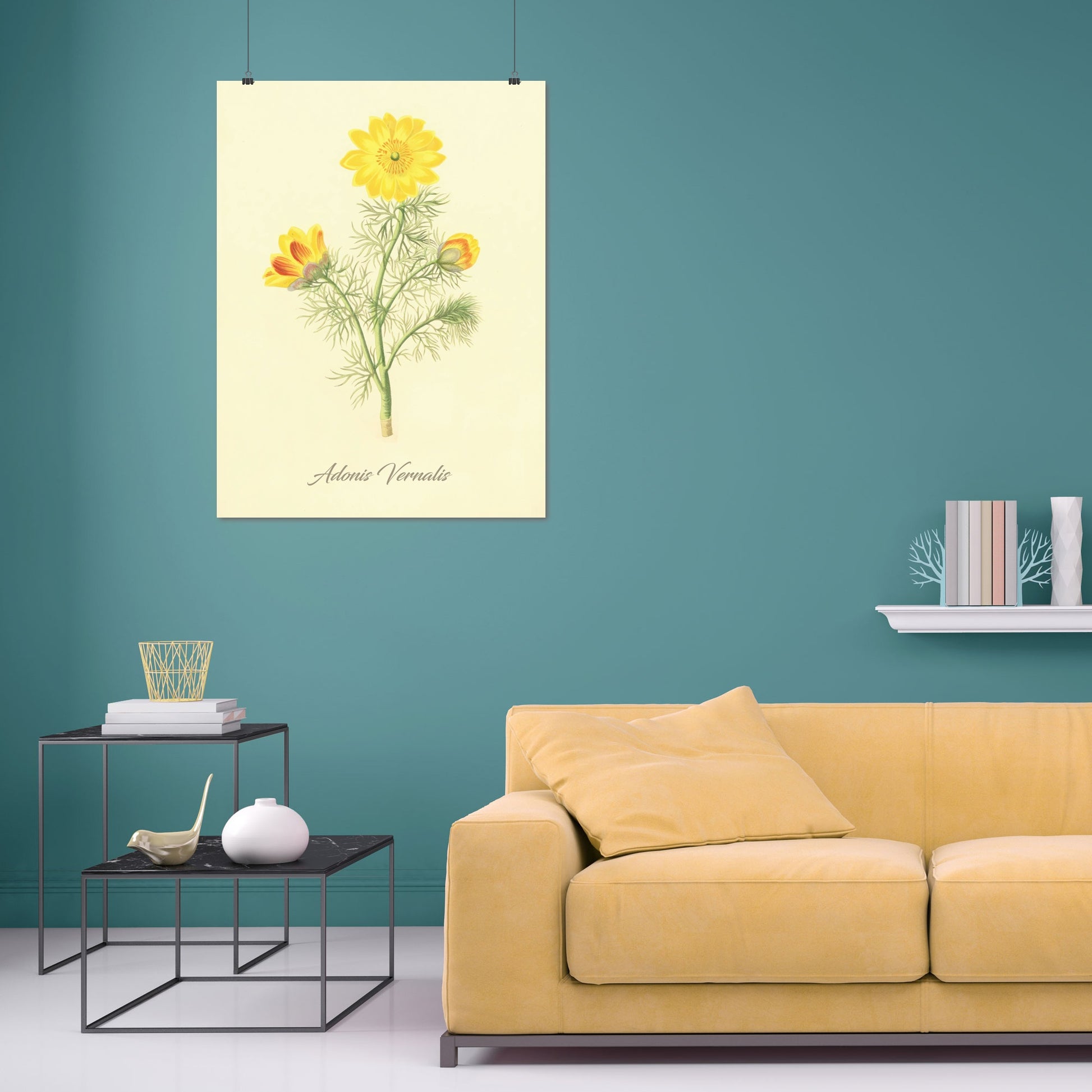 Adonis Vernalis, botanical illustration (1829) – Margaret Roscoe