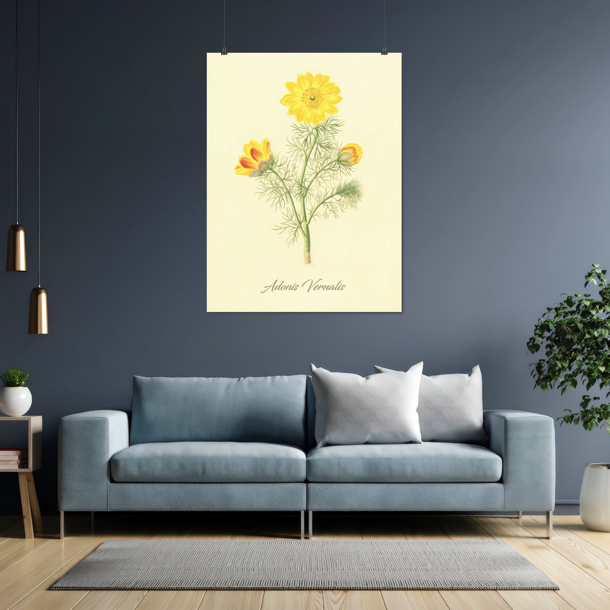 Adonis Vernalis, botanical illustration (1829) – Margaret Roscoe