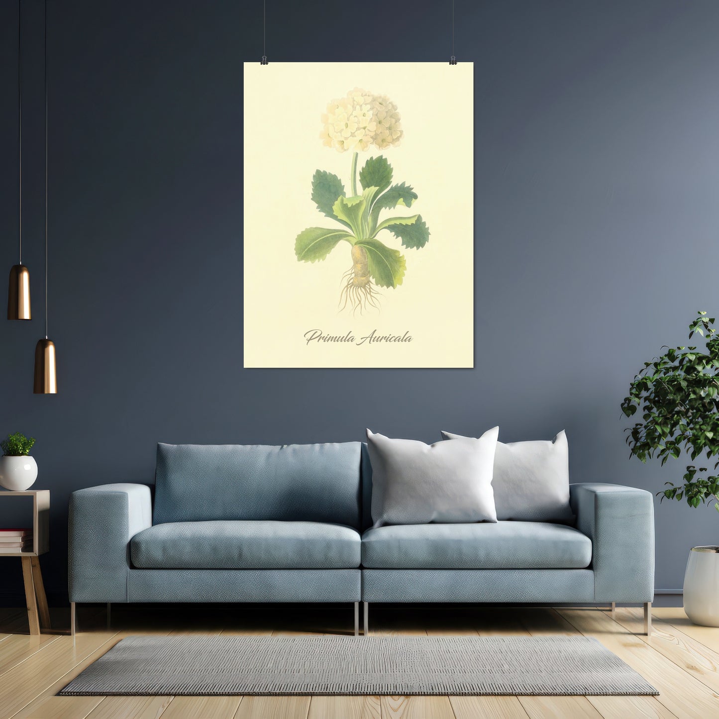 Primula Auricala, botanical illustration (1829) – Margaret Roscoe