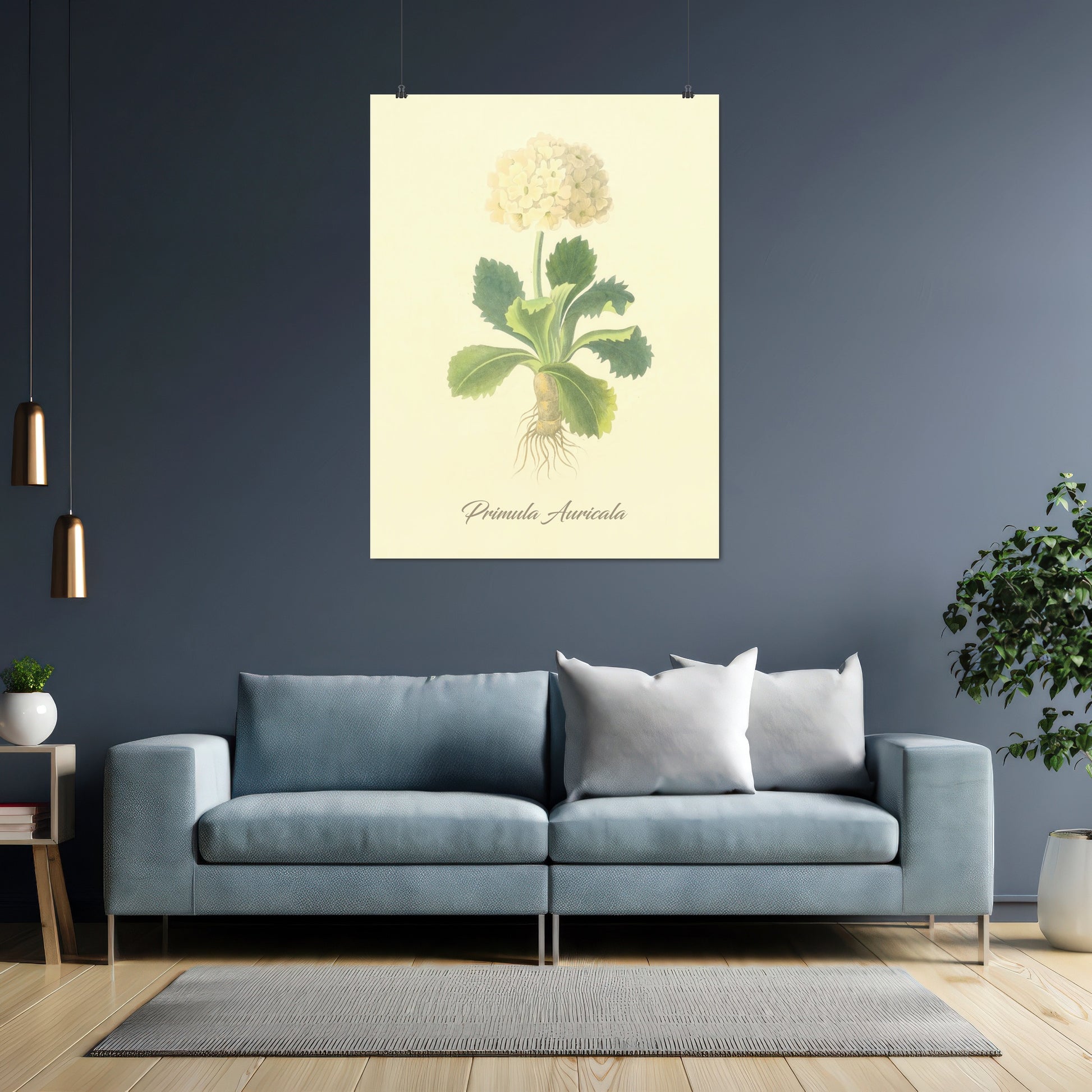 Primula Auricala, botanical illustration (1829) – Margaret Roscoe